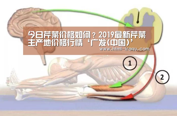 今日芹菜价格如何？2019最新芹菜主产地价格行情‘广发(中国)’